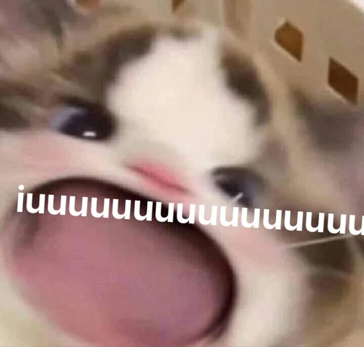 Meme mèo đáng iu
