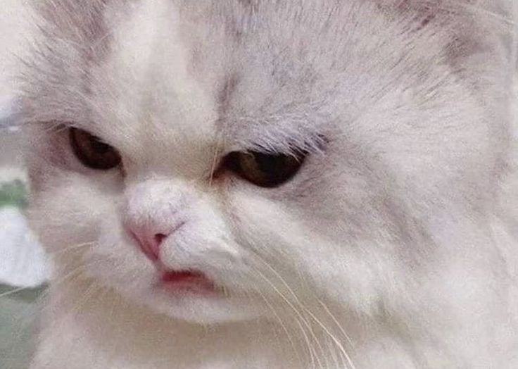 Meme mèo khinh bỉ
