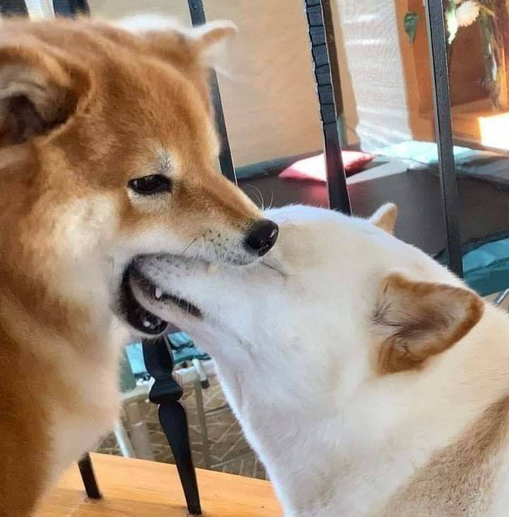 Meme chó gắt gỏng