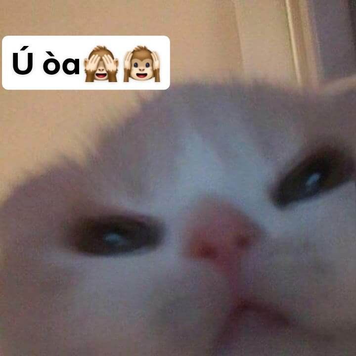 Meme mèo ú òa