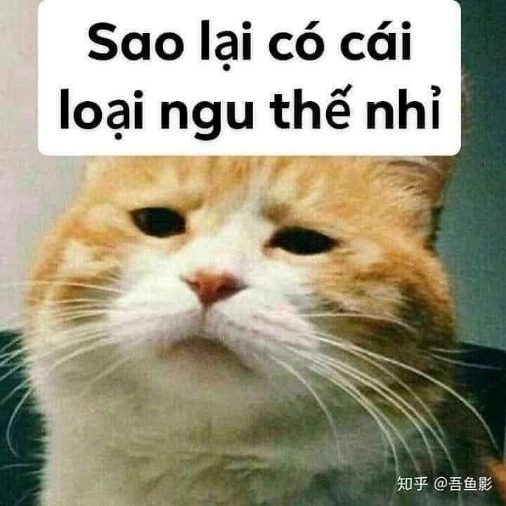 Meme mèo chửi hài hước