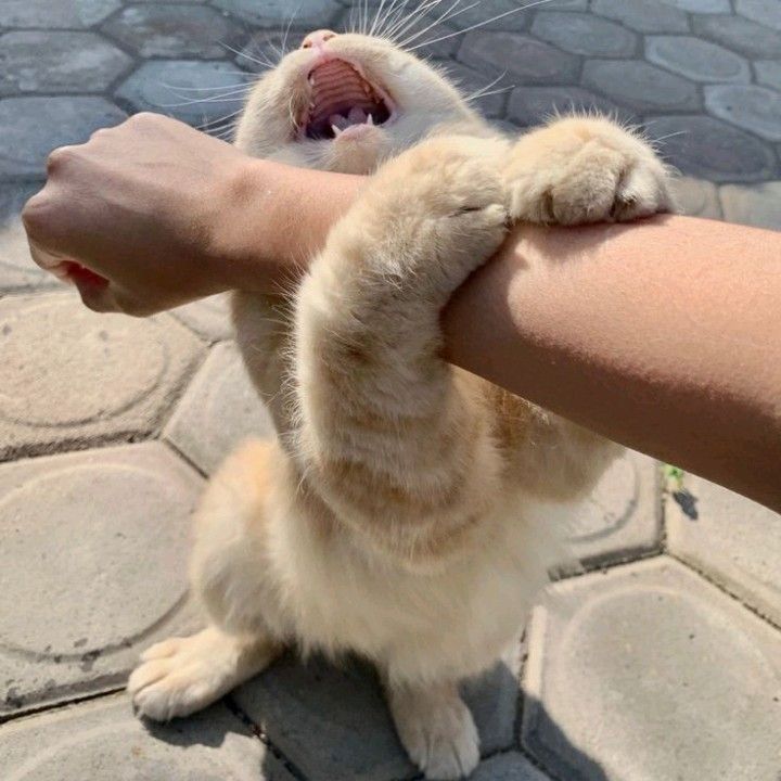 Meme mèo van xin tha thứ lỗi lầm