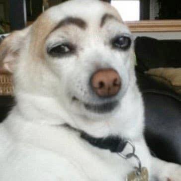 Meme chó good girl