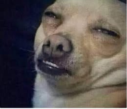 Meme chó siêu lầy kimochi