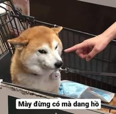 Meme chó hài hước bị bắt nạt