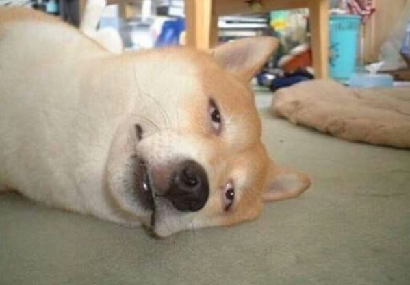 Meme chó shiba biểu cảm hài