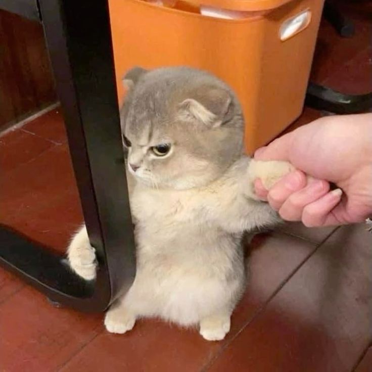 Meme mèo Dỗi