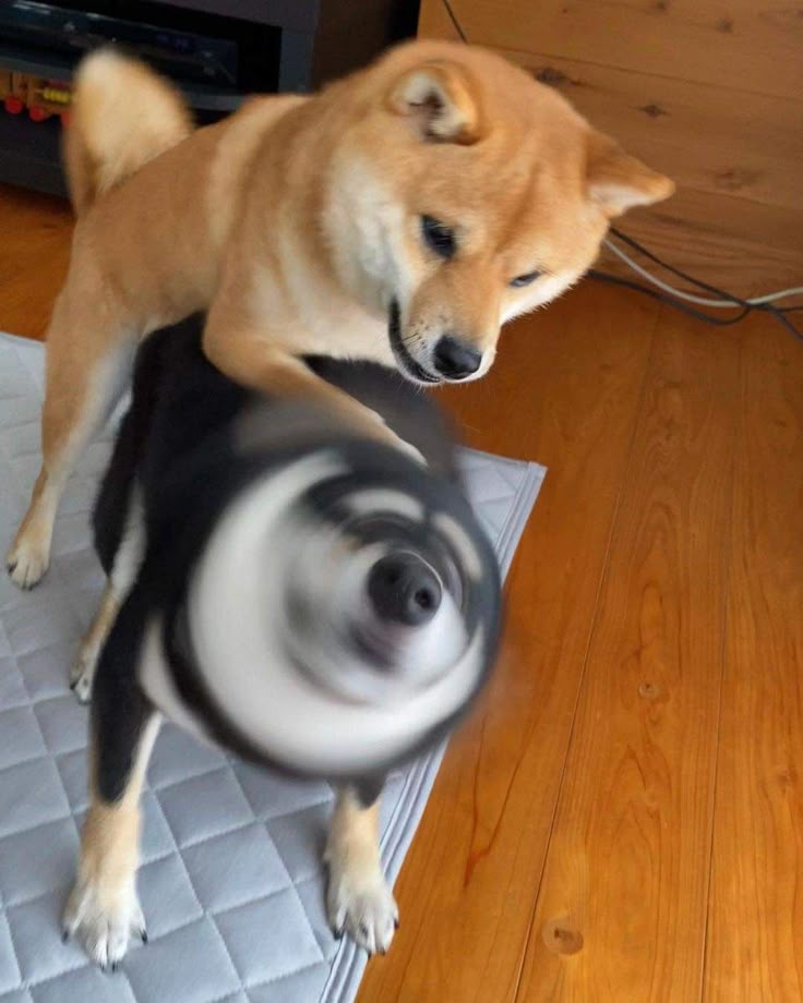 Meme chó shiba biểu cảm hài hước