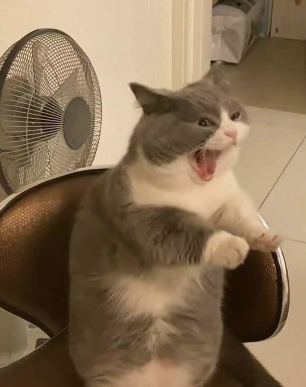Meme mèo cáu gắt