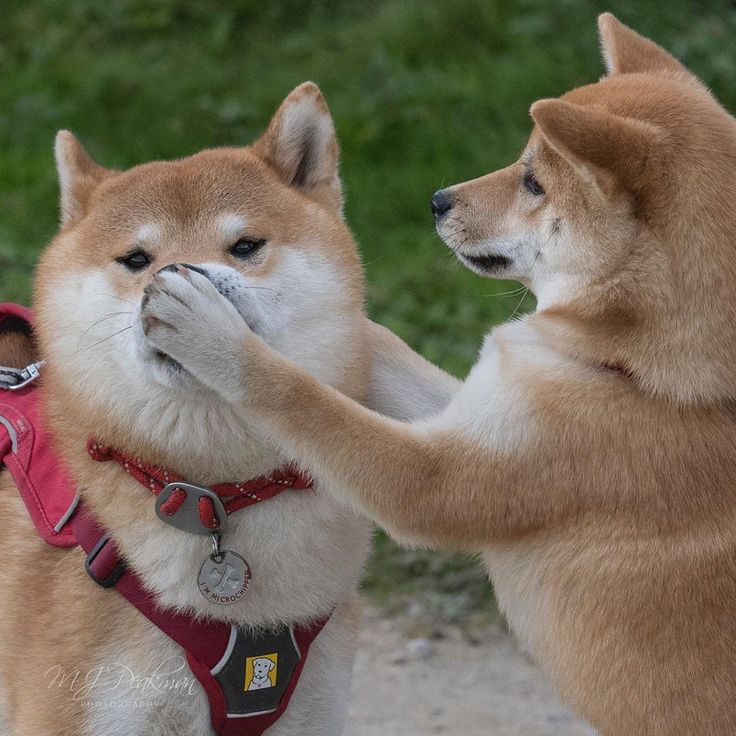 Meme chó bắt im mồm