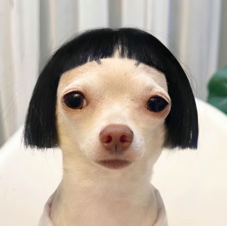 Meme chó cute girl