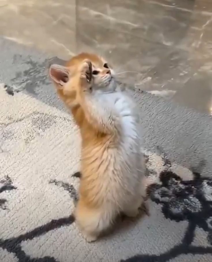 Meme mèo chào cờ cute