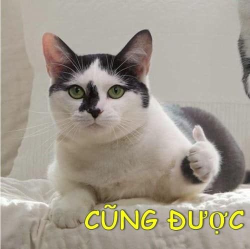 Meme mèo like