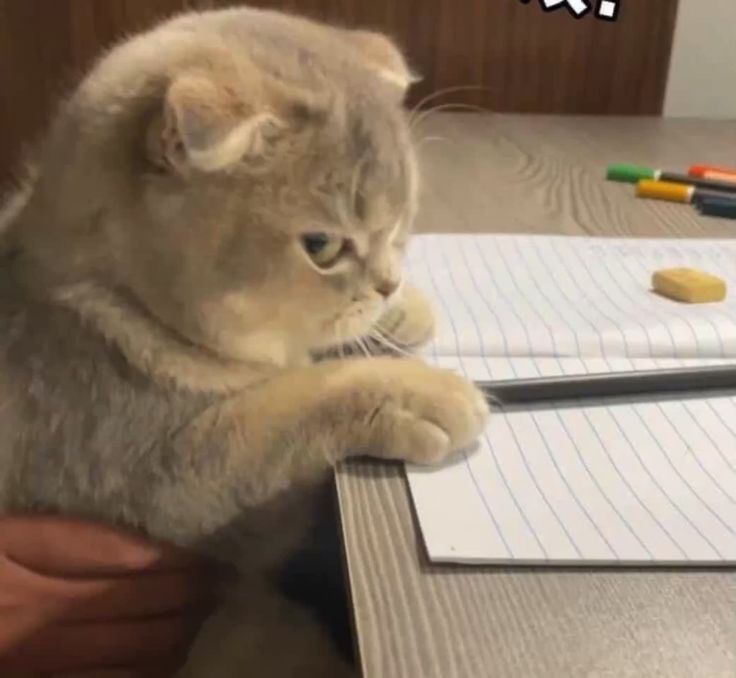 Meme mèo lườm