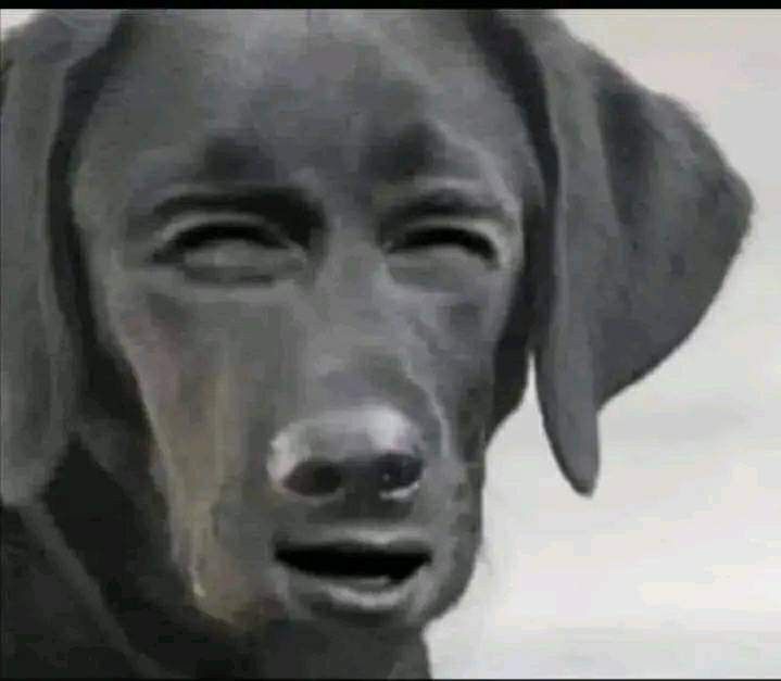 Meme chó nghi ngờ nhân sinh