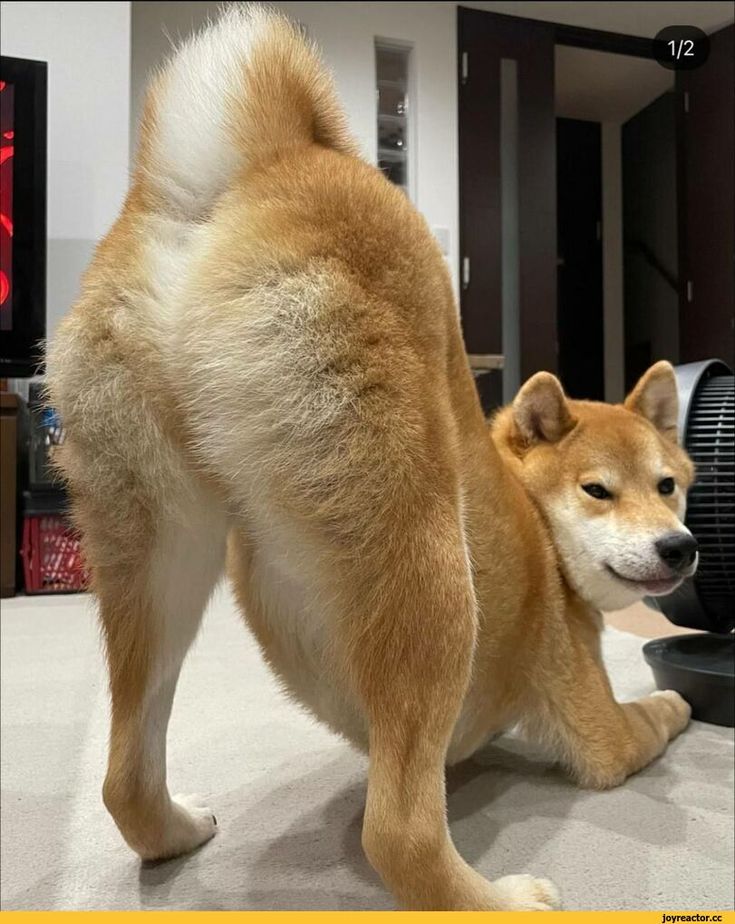 Meme chó shiba chổng đít