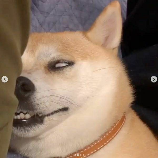 Meme chó shiba ngủ trợn mắt hài hước