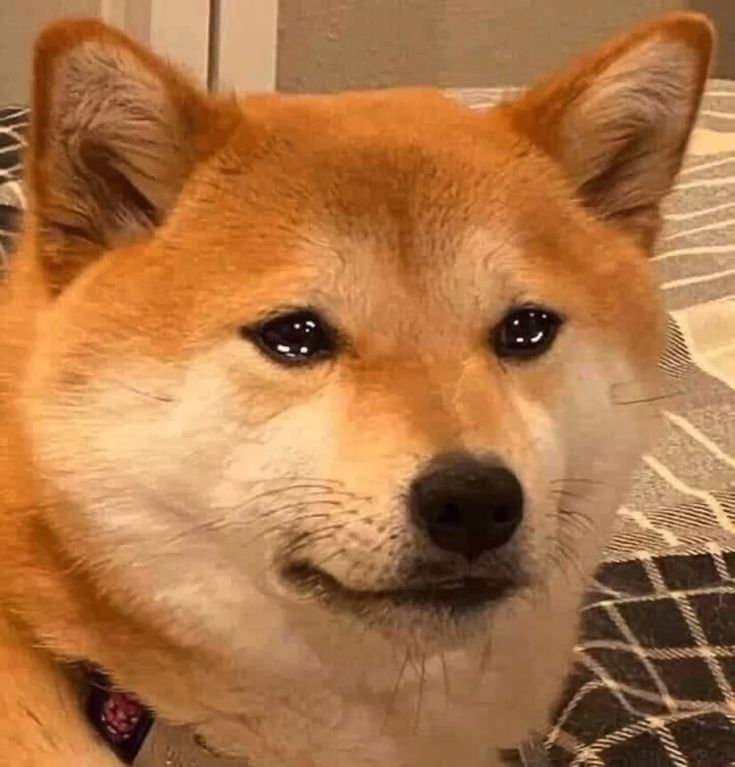 Meme chó shiba khóc ròng