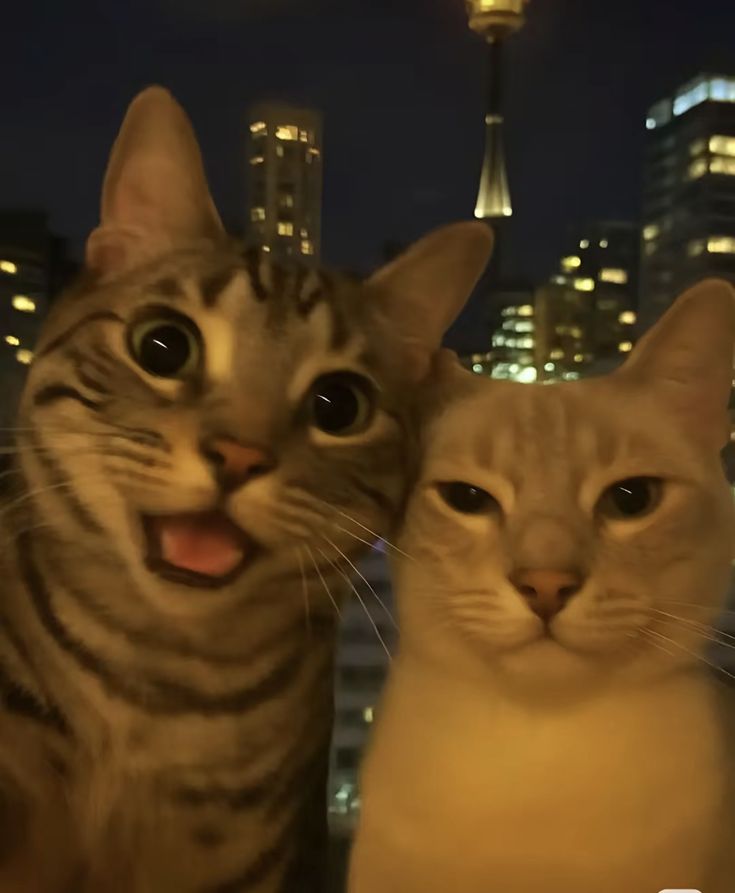 Meme mèo đôi cute