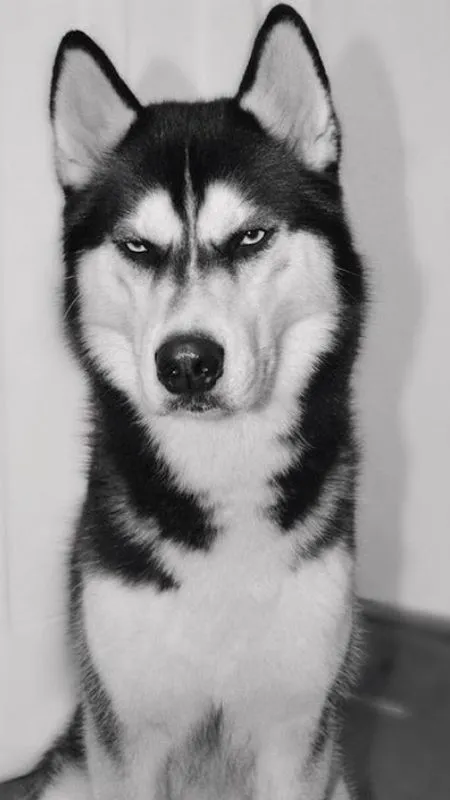 Meme chó husky lườm