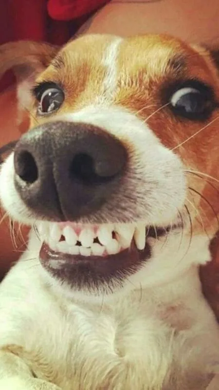 Meme chó cười siêu hớn hở