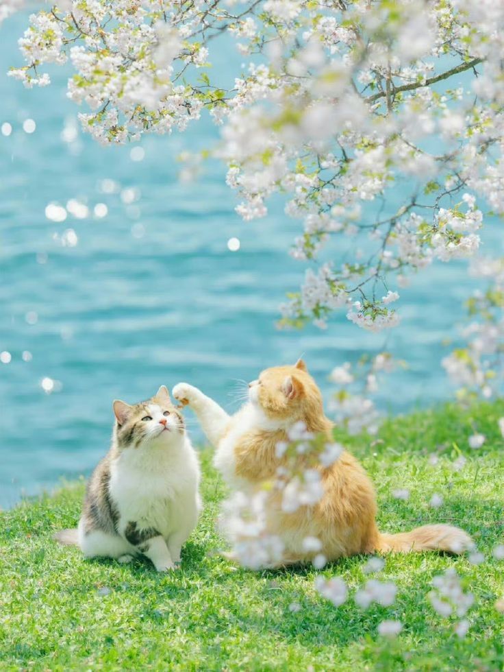 ảnh phong cảnh chill có 2 chú mèo đáng yêu ảnh phong cảnh chill có 2 chú mèo đáng yêu