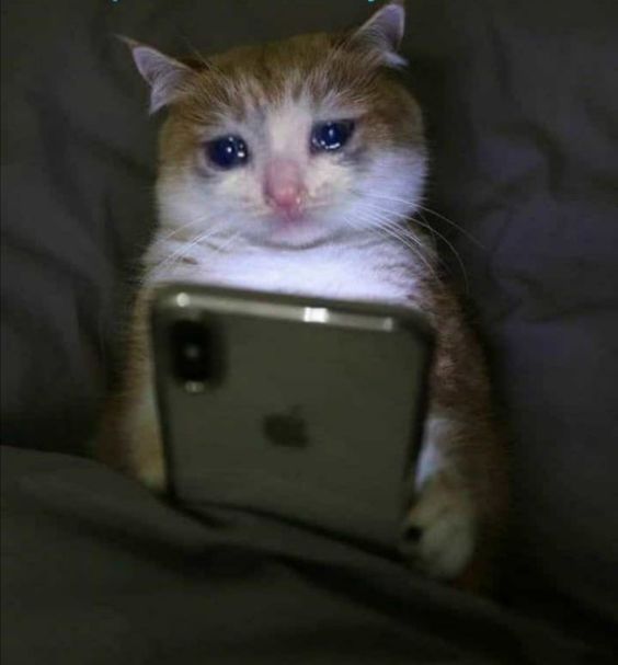 Meme mèo khóc như mưa