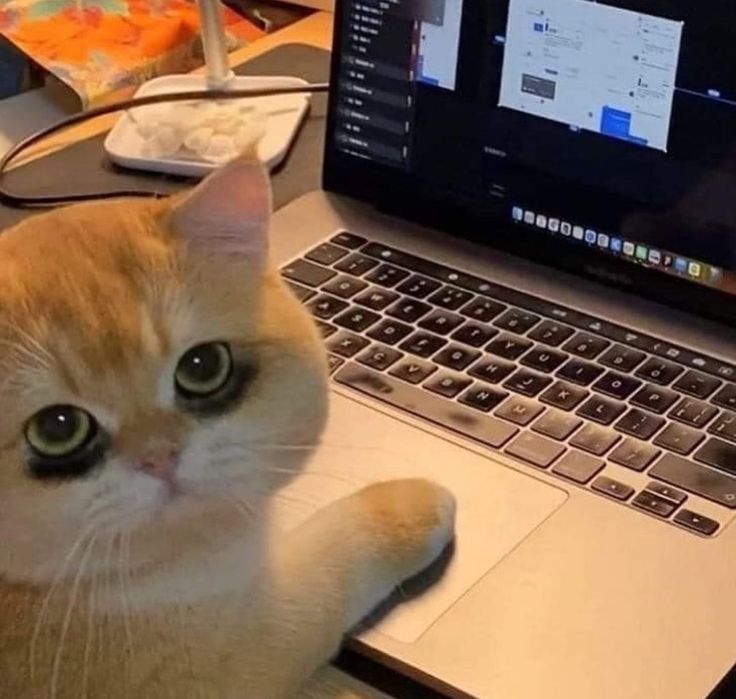 Meme mèo kiệt sức mắt thâm xì
