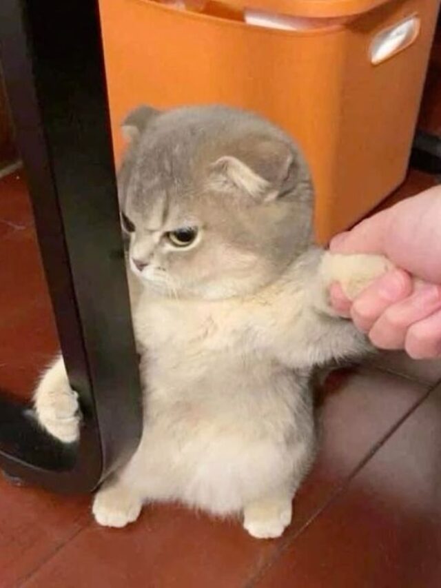 Cười Xỉu Với Những Meme Mèo Hài Hước, Dễ Thương Nhất Hệ Mặt Trời!