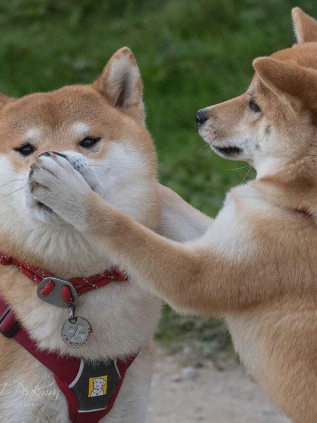 Cười Bể Bụng Với Những Meme Chó Siêu Lầy, Siêu Hài