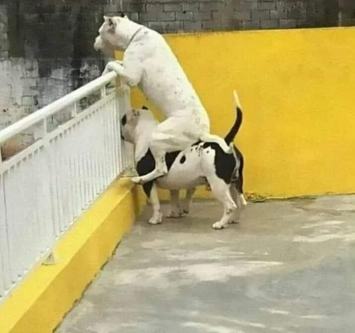 Meme chó cười rụng rốn
