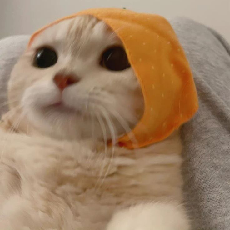 Meme mèo cưng