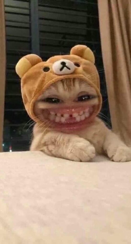 meme mèo lầy vô tri
