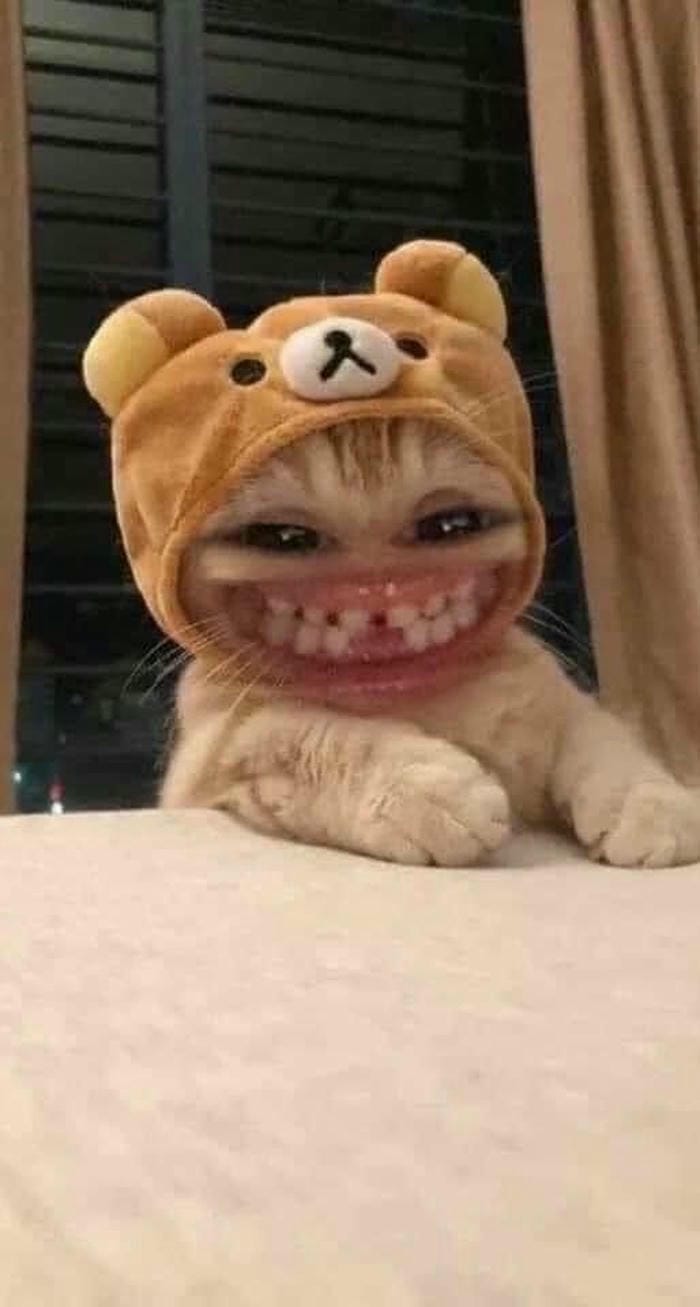 meme mèo lầy vô tri