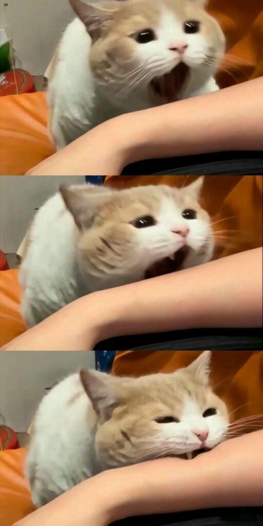 meme mèo vô tri hài hước