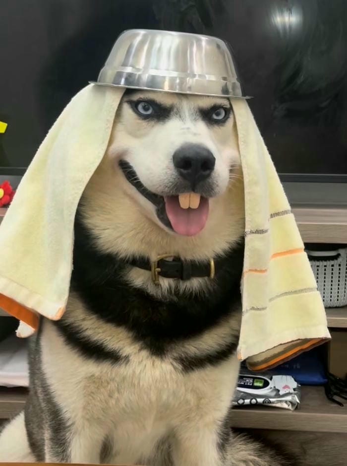 meme vô tri husky