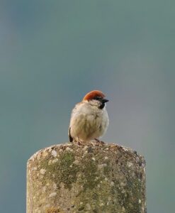 anh chim se da 25.jpg