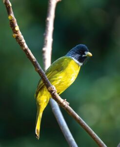 chim quanh quach 26.jpg